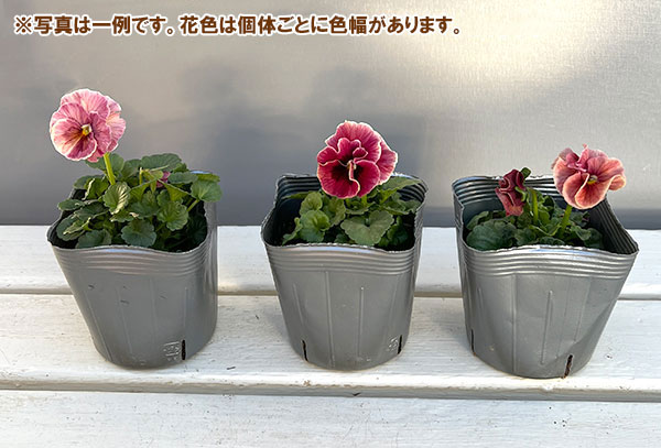 うえたコレクションビオラ：シャルマンロゼ3.5号ポット