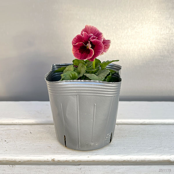 うえたコレクションビオラ：シャルマンロゼ3.5号ポット