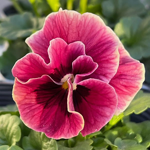 うえたコレクションビオラ：シャルマンロゼ3.5号ポット