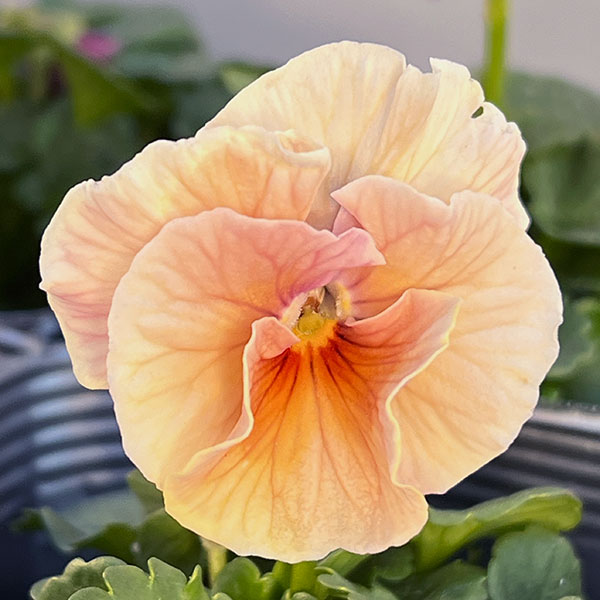 うえたコレクションビオラ：シャルマンロゼ3.5号ポット