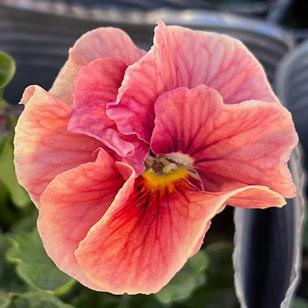 うえたコレクションビオラ：シャルマンロゼ3.5号ポット