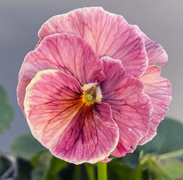 うえたコレクションビオラ：シャルマンロゼ3.5号ポット