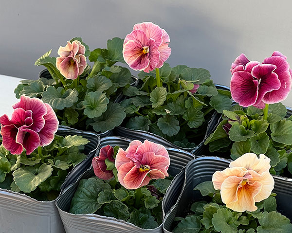 うえたコレクションビオラ：シャルマンロゼ3.5号ポット