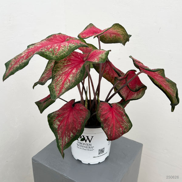 園芸ネット本店｜ガーデンカラジウム：ハートトゥハート ティック