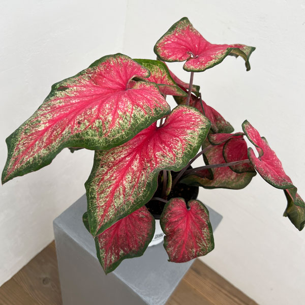 園芸ネット本店｜ガーデンカラジウム：ハートトゥハート ティック