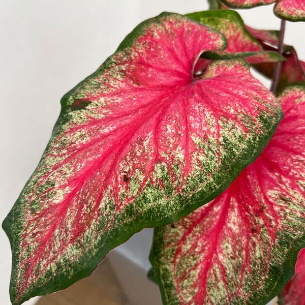 ガーデンカラジウム：ハートトゥハート ティックルミーピンク5号鉢植え