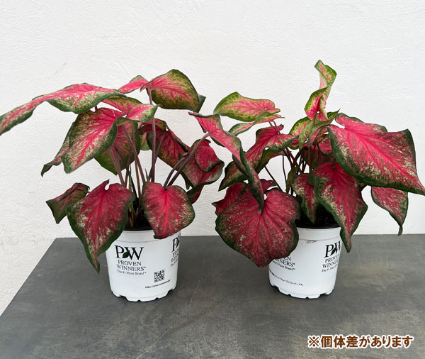 園芸ネット本店｜ガーデンカラジウム：ハートトゥハート ティック