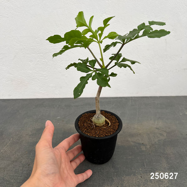 クッソニア:トランスバーレンシス 3号鉢植え