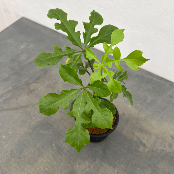 クッソニア:トランスバーレンシス 3号鉢植え