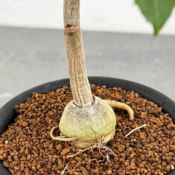 クッソニア:トランスバーレンシス 3号鉢植え