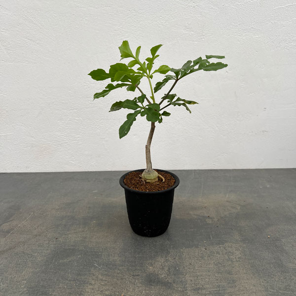 クッソニア:トランスバーレンシス 3号鉢植え