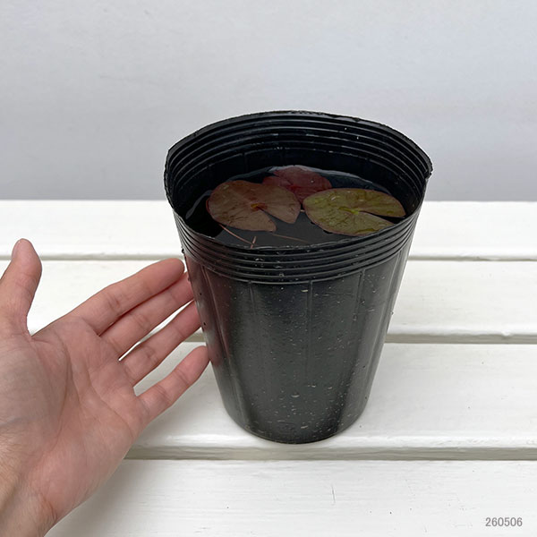 園芸ネット本店｜ヒメスイレン(姫睡蓮)：ピンク系4.5号ポット の通販