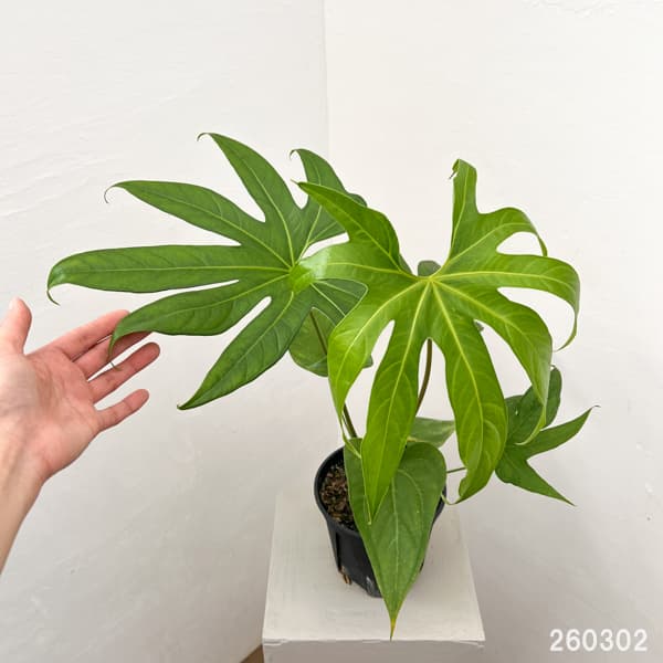 アンスリウム：ペダトラディアツム　5号鉢植え