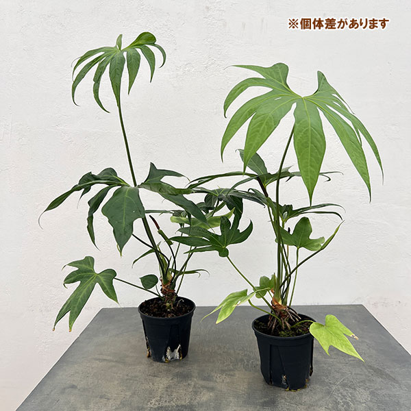 アンスリウム：ペダトラディアツム　5号鉢植え