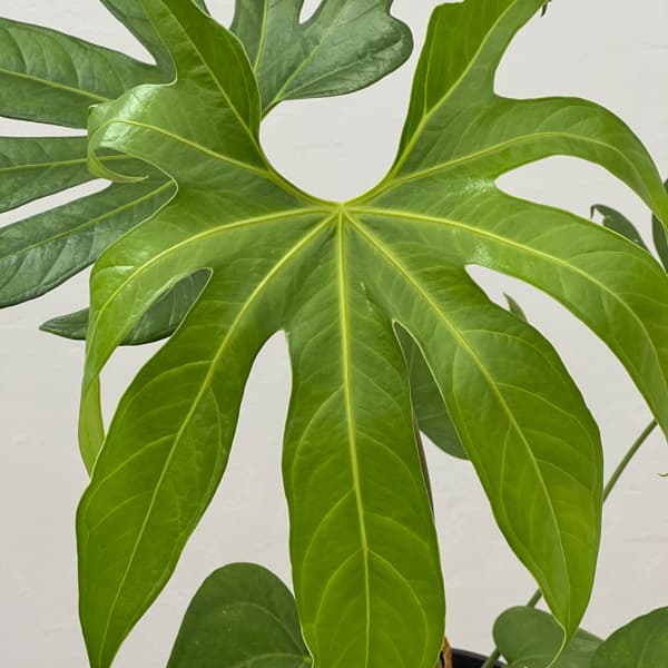 アンスリウム：ペダトラディアツム　5号鉢植え