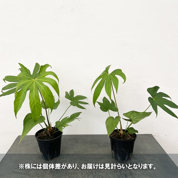 アンスリウム：ペダトラディアツム　5号鉢植え