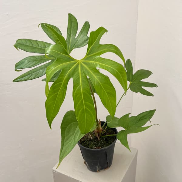 アンスリウム：ペダトラディアツム　5号鉢植え