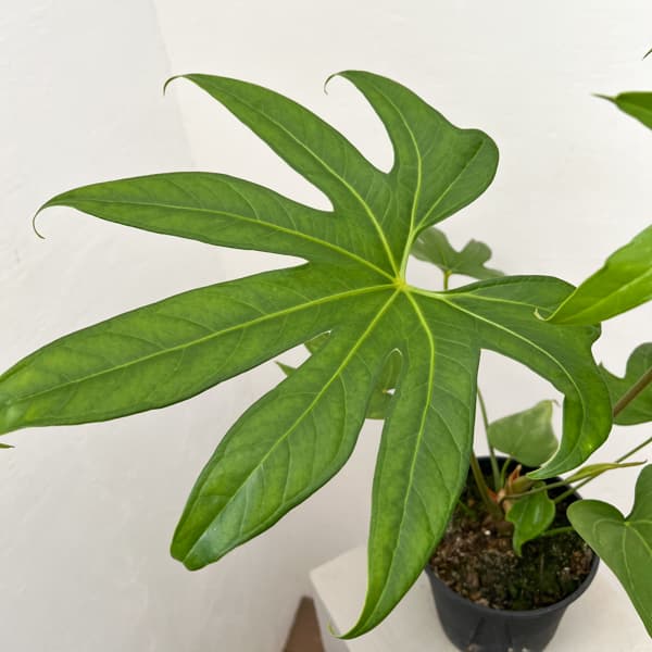 アンスリウム：ペダトラディアツム　5号鉢植え