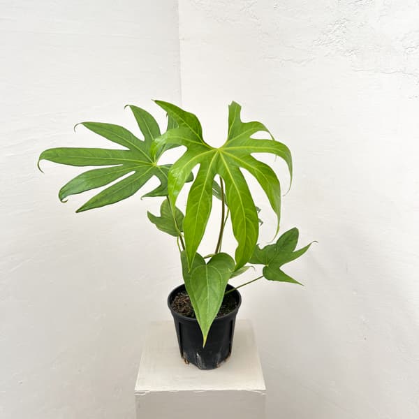 アンスリウム：ペダトラディアツム　5号鉢植え