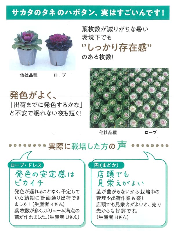 【会員プレゼント！】商品カタログ：サカタのタネ　ハボタン