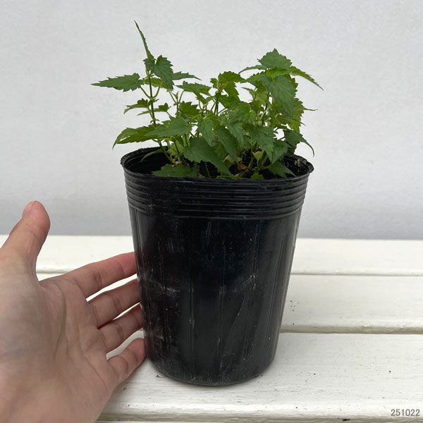 [26年2月中下旬予約]ホップ：マグナム3.5号ポット