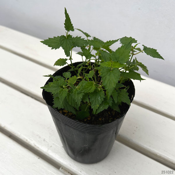 [26年2月中下旬予約]ホップ：マグナム3.5号ポット