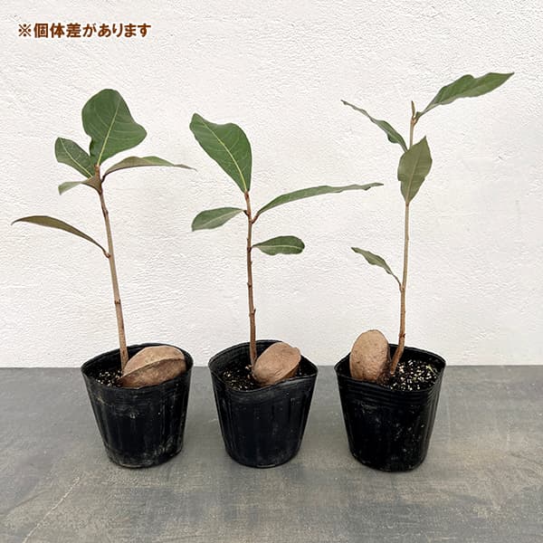 サキシマスオウノキ　３号ポット