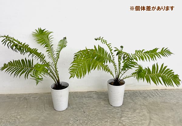 コゴミ（クサソテツ） 4号ポット