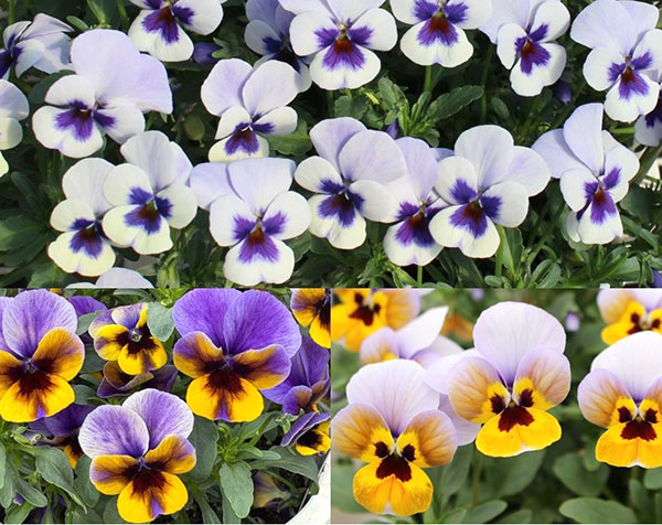 見元園芸さんのビオラ：トルニーミックス3.5号ポット*