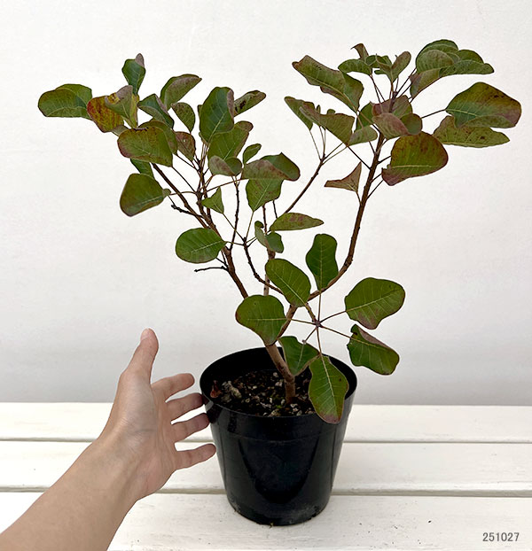 スモークツリー：パステルシュシュ5号ポット