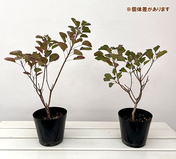 スモークツリー：パステルシュシュ5号ポット