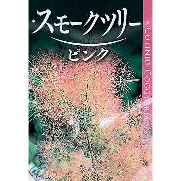 スモークツリー：パステルシュシュ5号ポット