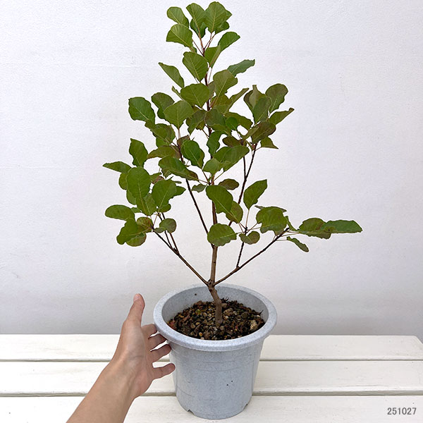 スモークツリー：シトロンシュシュ5-6号ポット