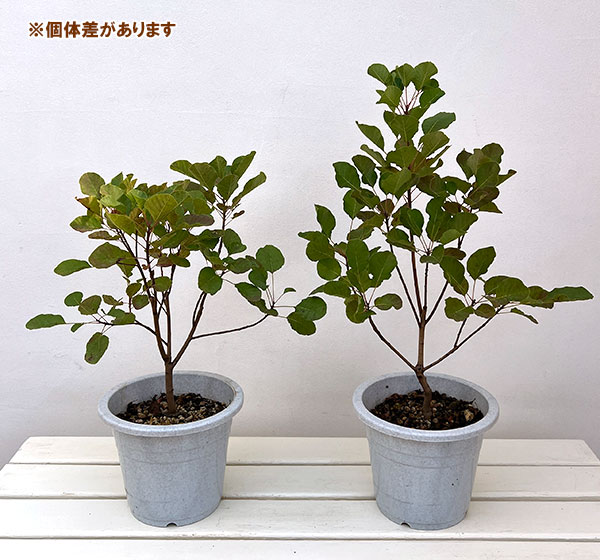 スモークツリー：シトロンシュシュ5-6号ポット