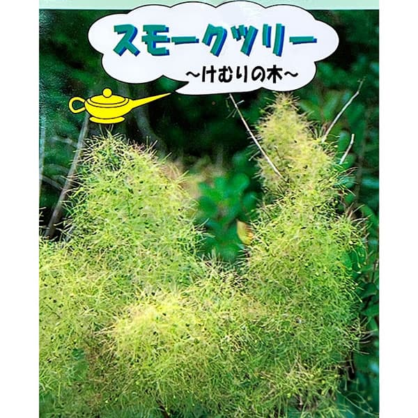 スモークツリー：シトロンシュシュ5-6号ポット