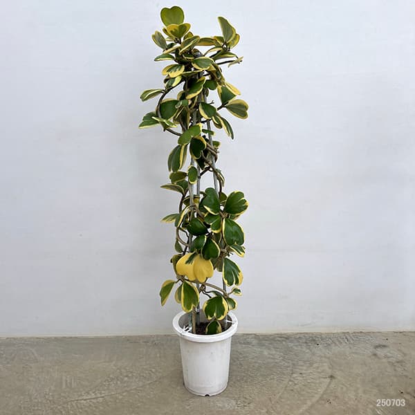 ホヤ:カーリー(花芽もしくは花座つき) あんどん仕立て8号鉢植え