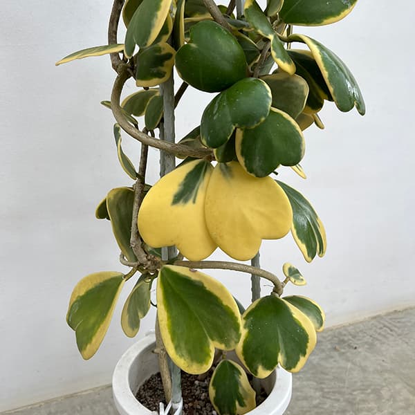 ホヤ:カーリー(花芽もしくは花座つき) あんどん仕立て8号鉢植え