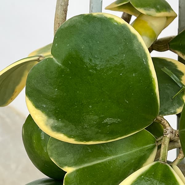 ホヤ:カーリー(花芽もしくは花座つき) あんどん仕立て8号鉢植え