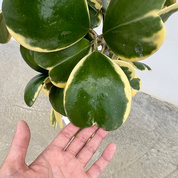 ホヤ:カーリー(花芽もしくは花座つき) あんどん仕立て8号鉢植え
