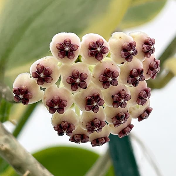 ホヤ:カーリー(花芽もしくは花座つき) あんどん仕立て8号鉢植え