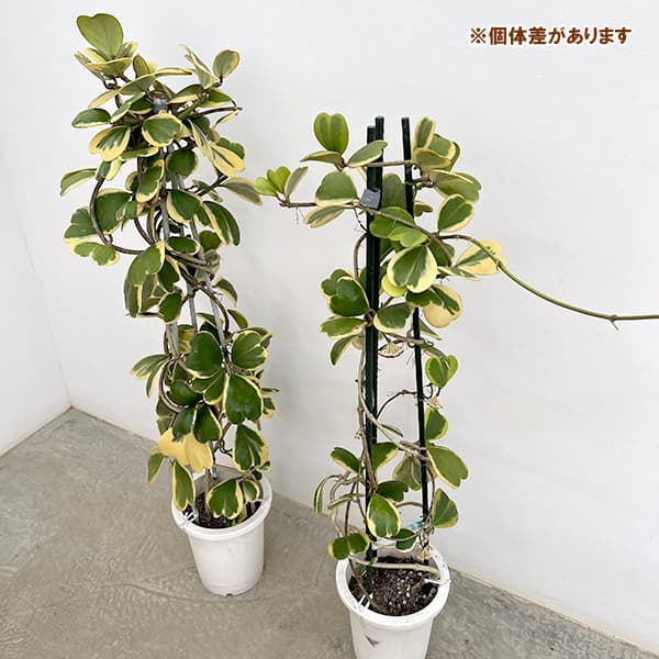 ホヤ:カーリー(花芽もしくは花座つき) あんどん仕立て8号鉢植え