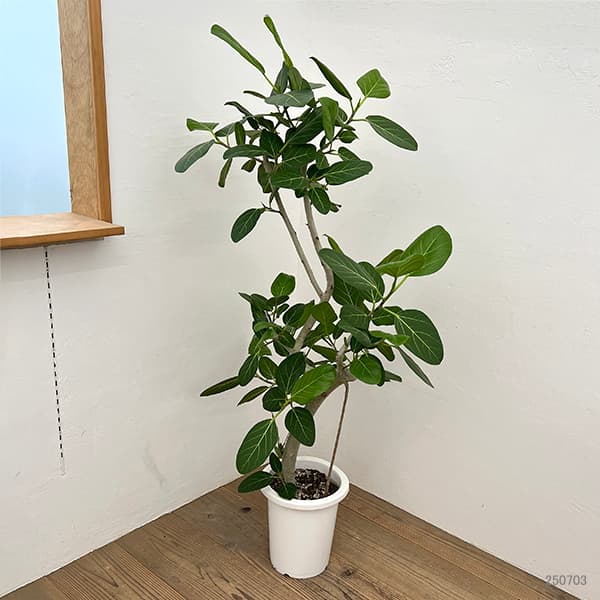 フィカス：ベンガレンシス　8号25-04