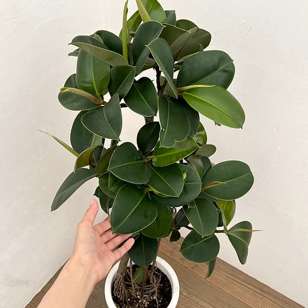 フィカス:ソフィア 8号鉢植え25-01