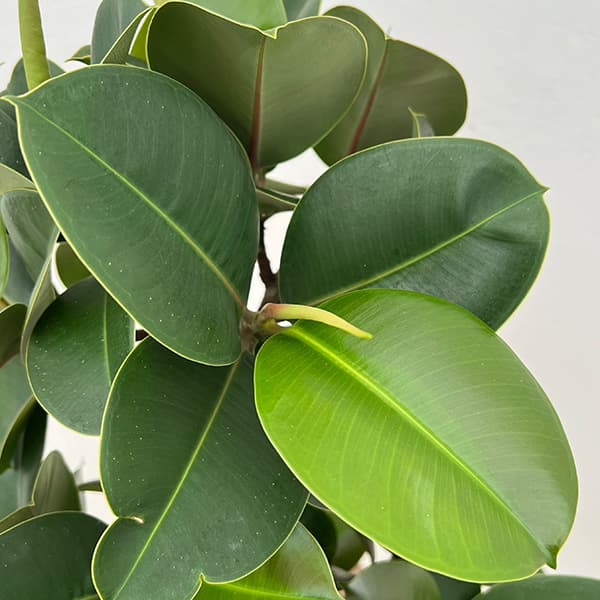 フィカス:ソフィア 8号鉢植え25-01