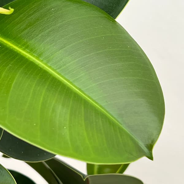 フィカス:ソフィア 8号鉢植え25-01