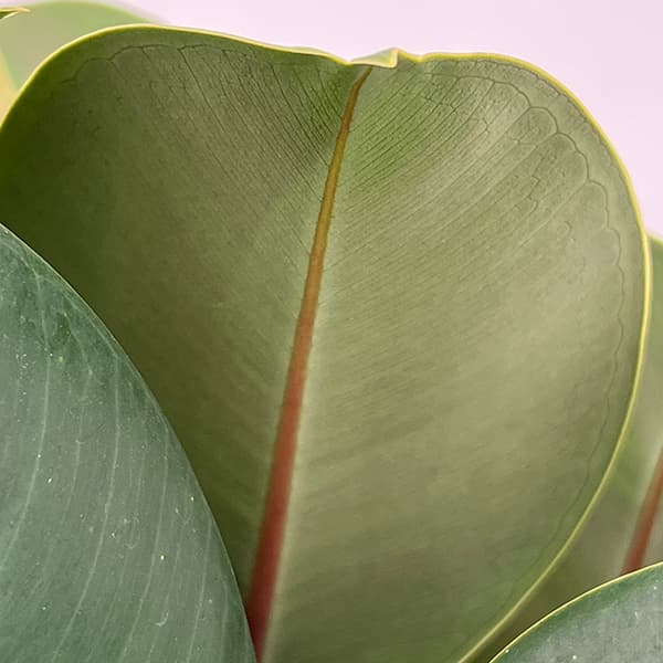 フィカス:ソフィア 8号鉢植え25-01