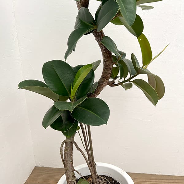 フィカス:ソフィア 8号鉢植え25-01