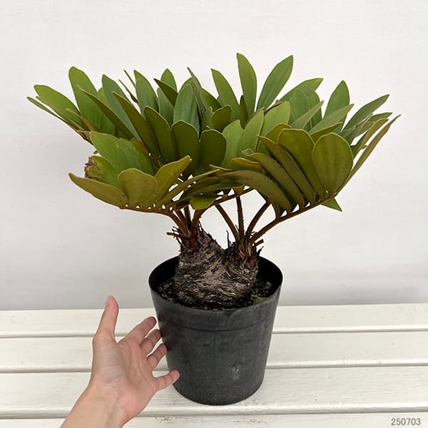 ザミア：フルフラセア　7号鉢植え25-01