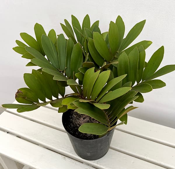 ザミア：フルフラセア　7号鉢植え25-01