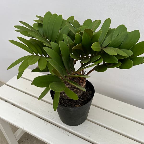 ザミア：フルフラセア　7号鉢植え25-02